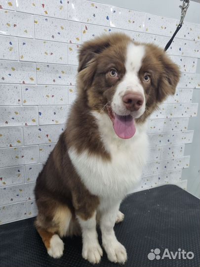 Грумер (линька, стрижка собаки, кошки)