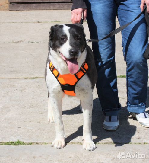 Берта ищет дом