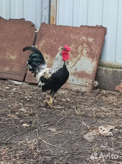 Петухи бентамка и китайский шёлковый