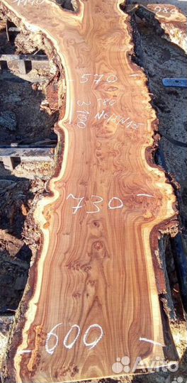 Слэбы листвинаца берёза ель сосна дуб черемуха