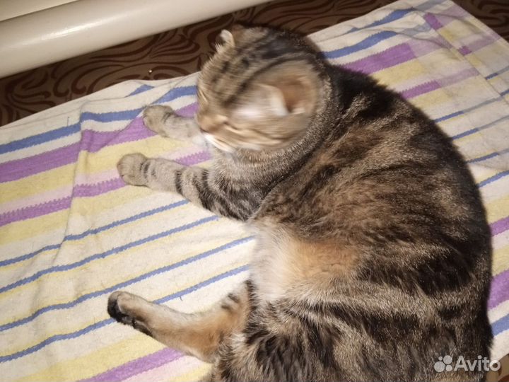 Шотландская вислоухая