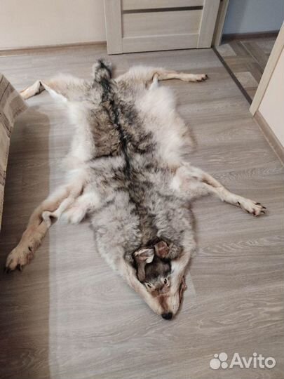 Шкура северного волка - Оригинал большой размер