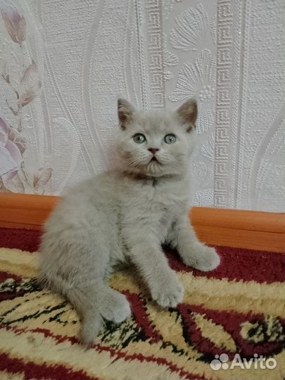 Британская