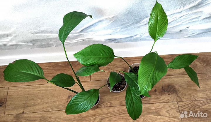 Спатифиллум Свит Лауретта детки