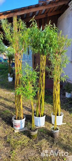 Ивовые пальмы