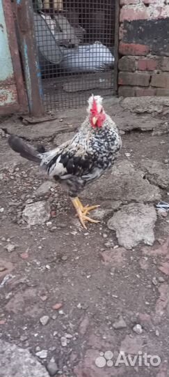 Карликовые петушки
