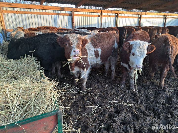 Бычки и быки