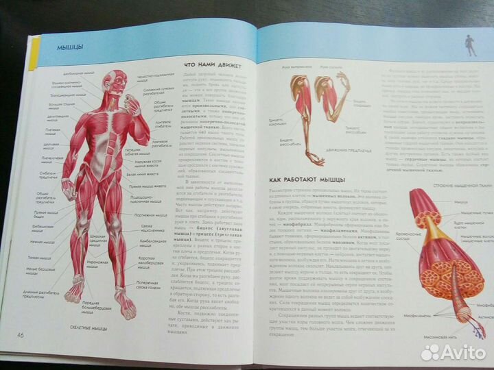Полная энциклопедия Человек