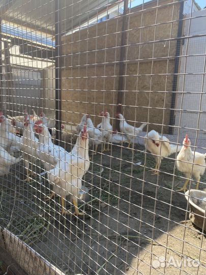 Цыплята несушки 2 месяца
