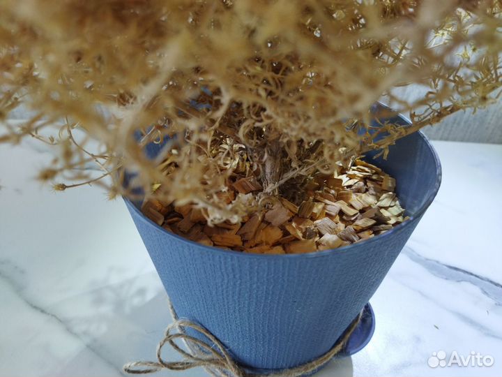 Растение сухоцвет в горшке