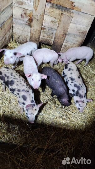 Поросята