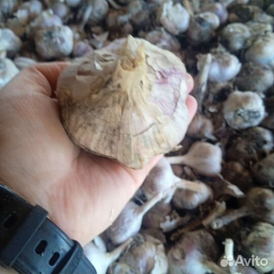 Продам чеснок оптом. Сорт 