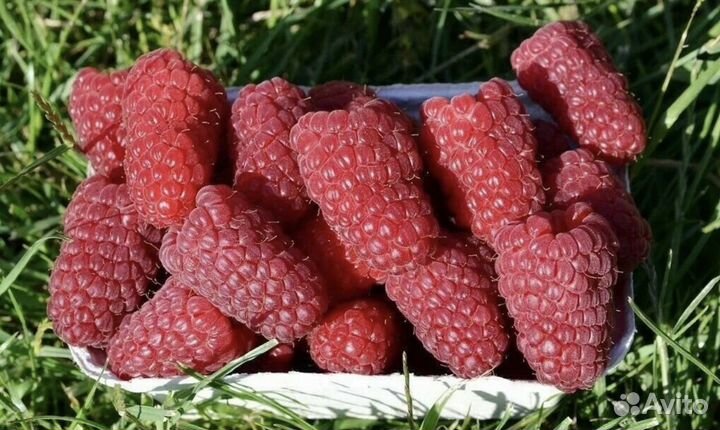 Малина саженцы летней, ремонтантной. Много сортов