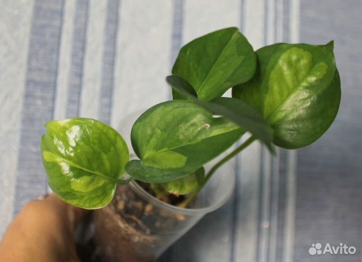 Комнатные растения обновлено