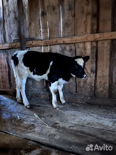 Тёлочка от высокоудойной коровы