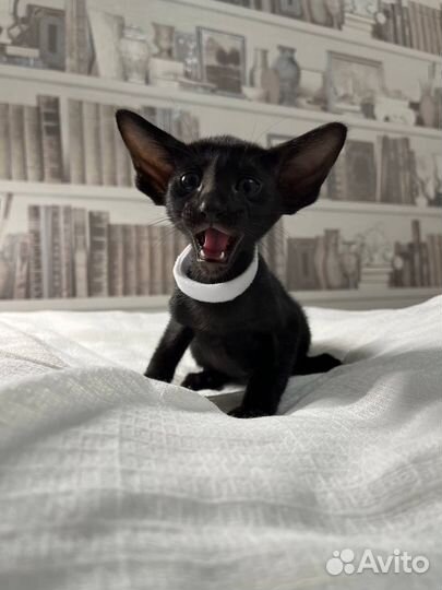 Ориентальные котята