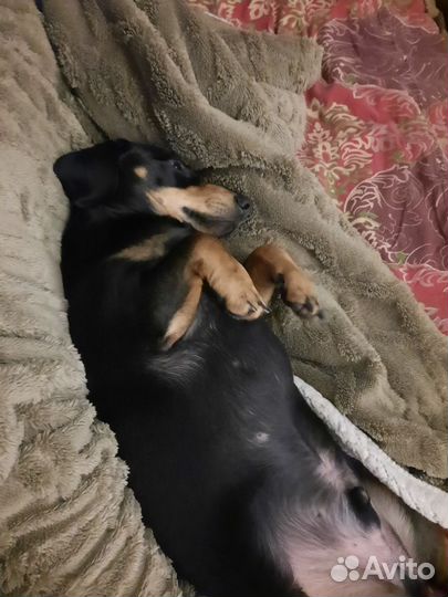 Такса в добрые руки