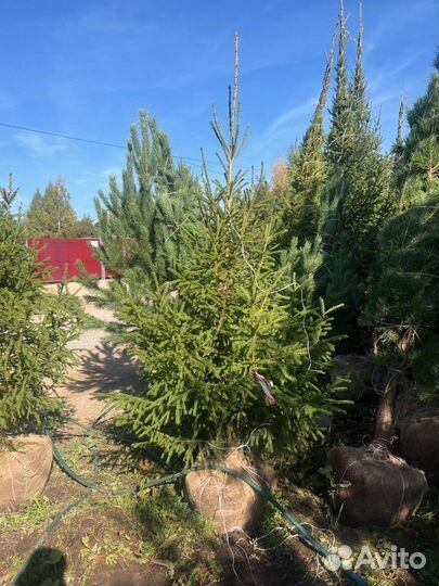 Сосна 6,5 метра
