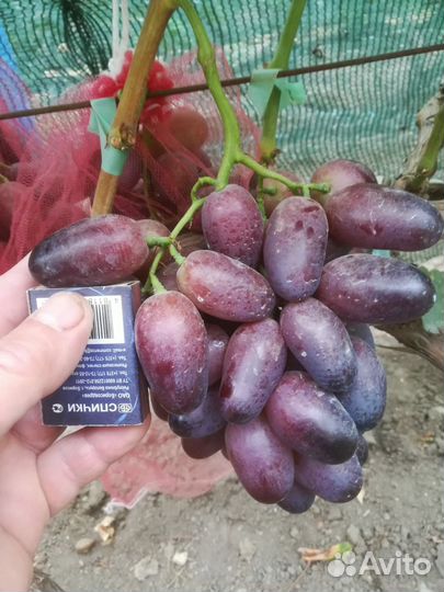 Черенки винограда