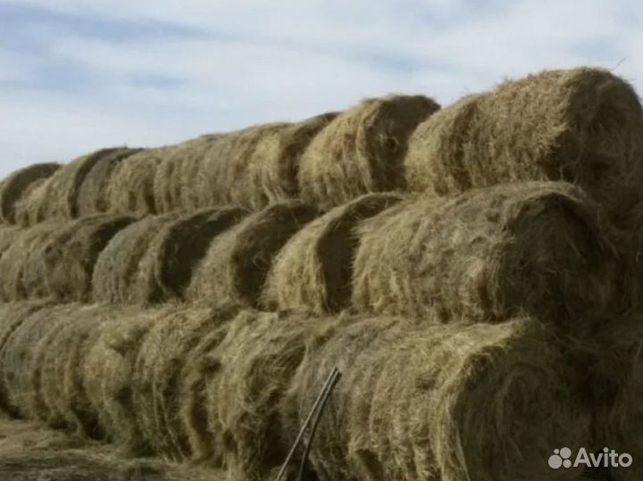Сено в рулонах 2023 года