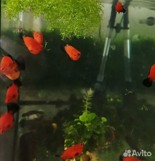 Креветки вишня