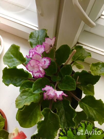 Фиалка узумбарская. Комнатные растения и отростки