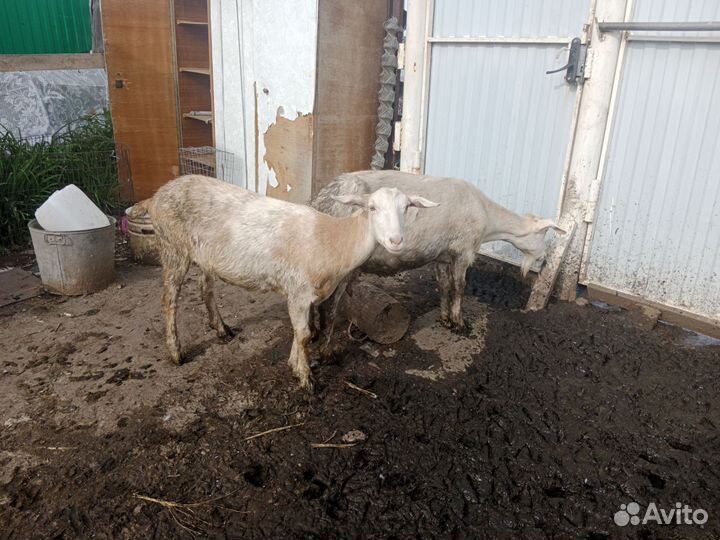 Коза дойная молочная