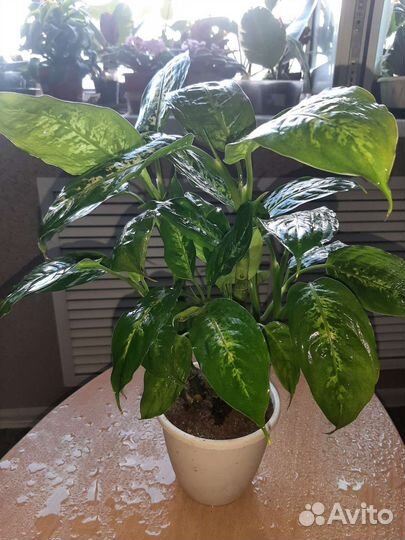 Комнатные растения