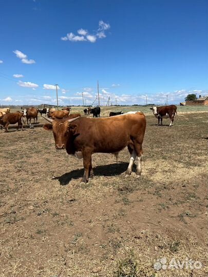 Бычки степные