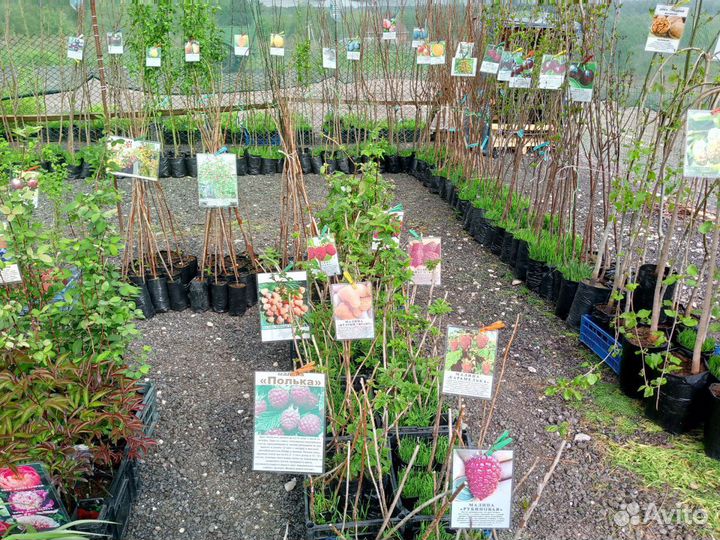 Саженцы Плодовых Деревьев, Хвойные,Цветы,2-х,3-х г