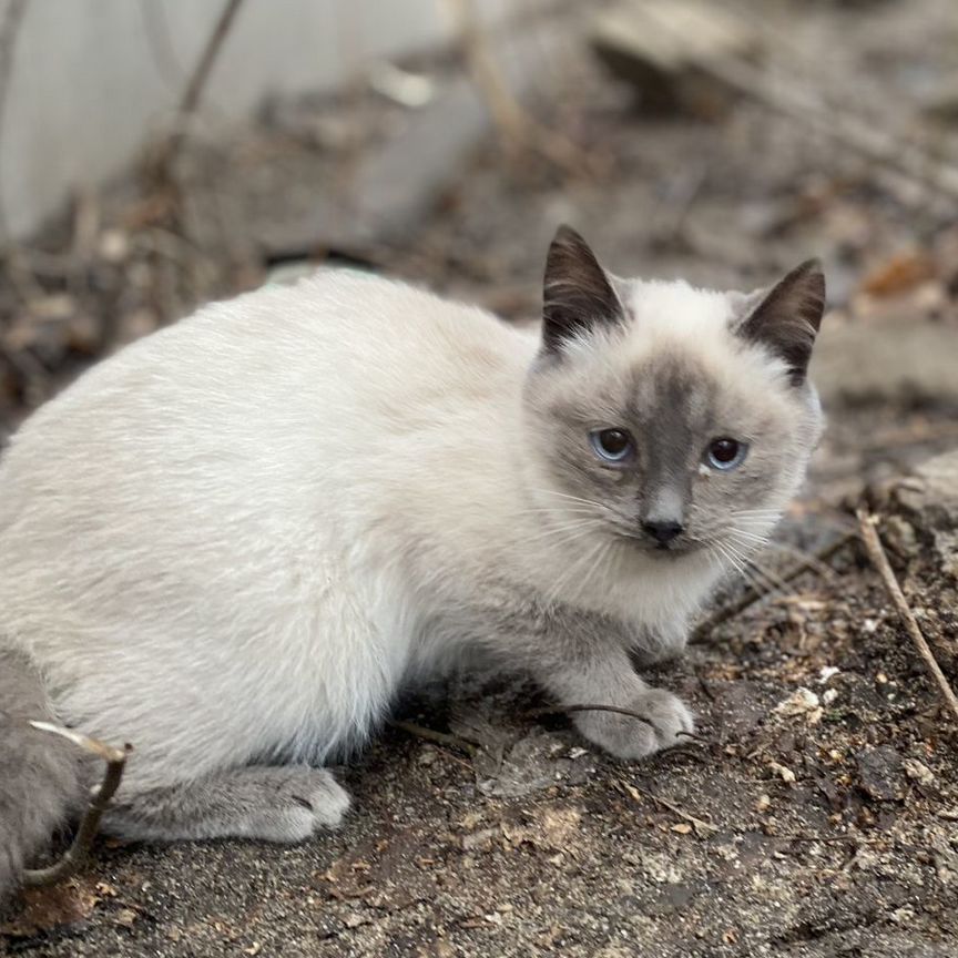 Котёнок