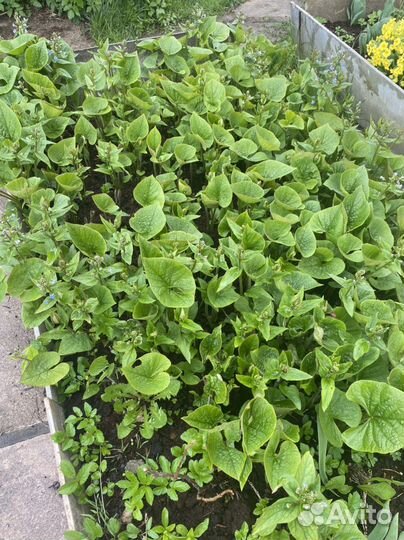 Примула и другие многолетние растения