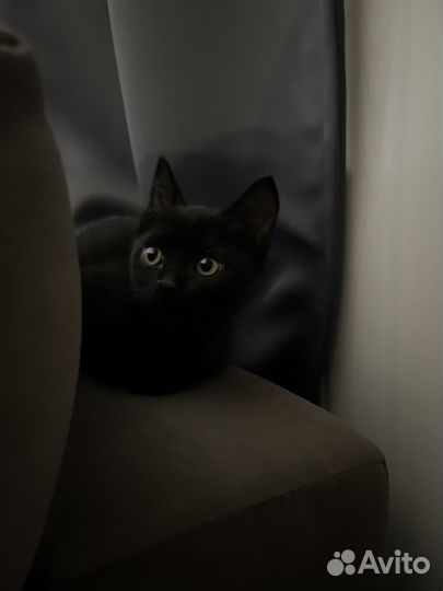 Чертенок в добрые руки