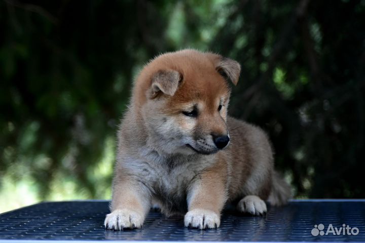 Девочка Сиба-Ину