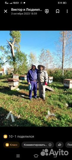 Пчелосемьи