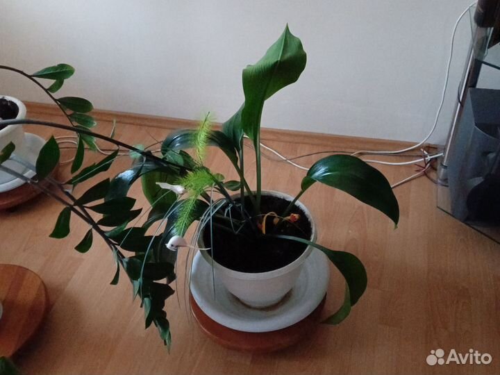 Комнатные цветы