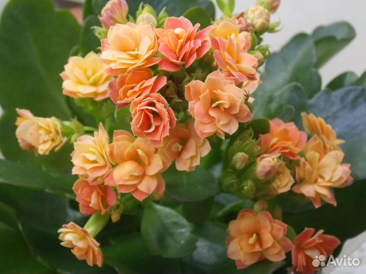 Каланхое махровое