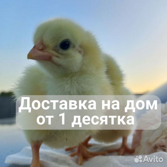 Росс308 цыплята бройлера в ст. Старокорсунскую