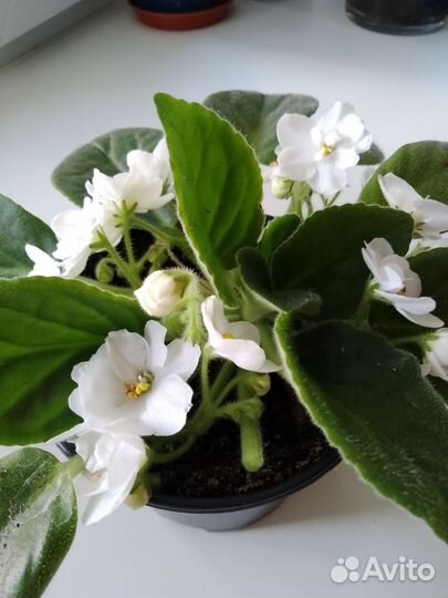 Фиалка белая