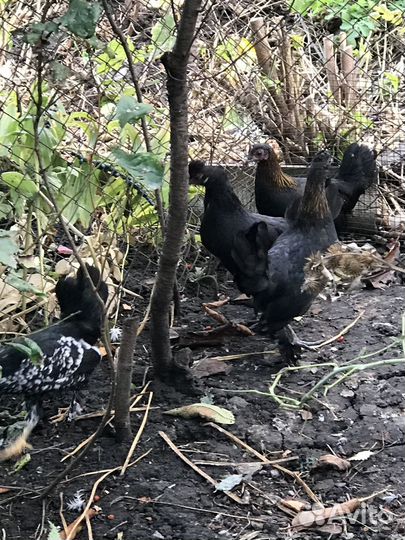 Петушки карликовые, бентамки, корольки