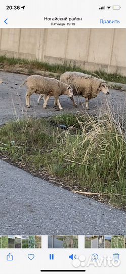 Баранчики на племя