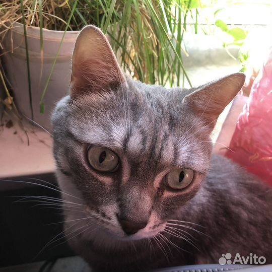 Кот