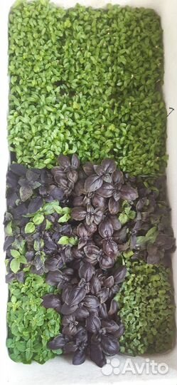 Продажа свежей зелени