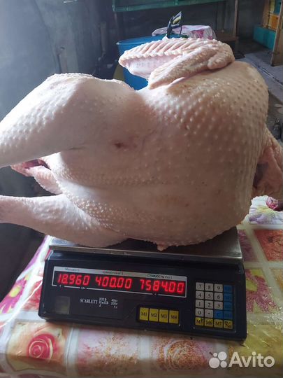 Мясо домашней птицы