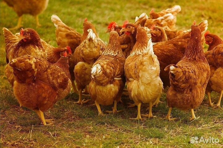 Куры живые