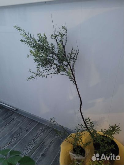 Спирея серая грефшейм