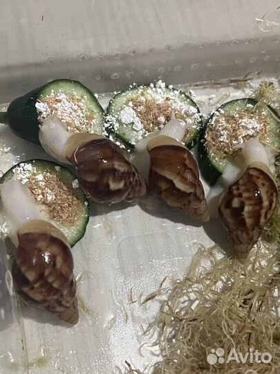 Улитки ахатины