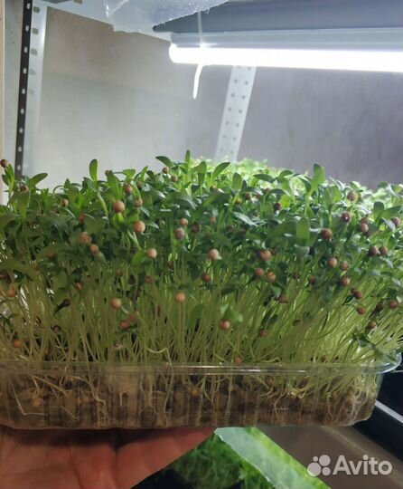 Наборы для выращивания микрозелени