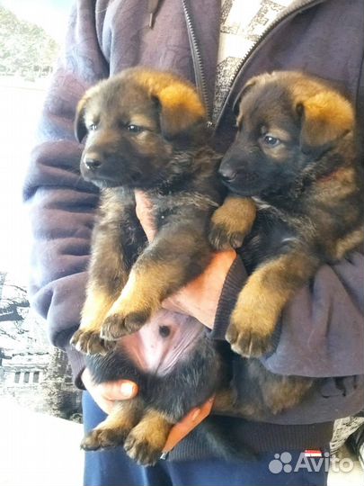 Немецкая овчарка