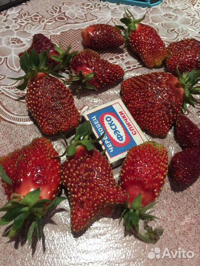 Рассада клубники